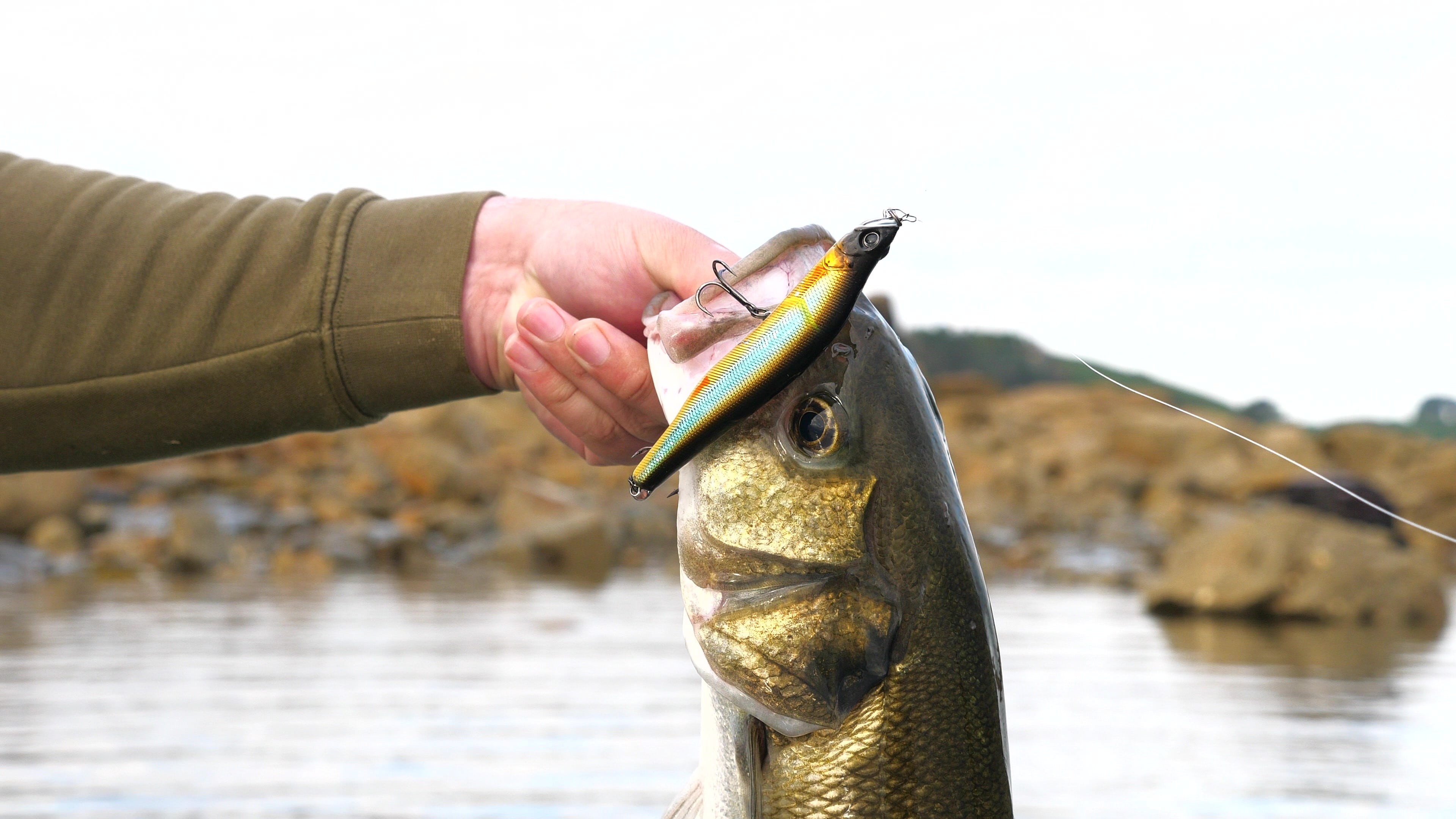 Seaco-Lure : Nouveauté pour la pêche du bar en 2024